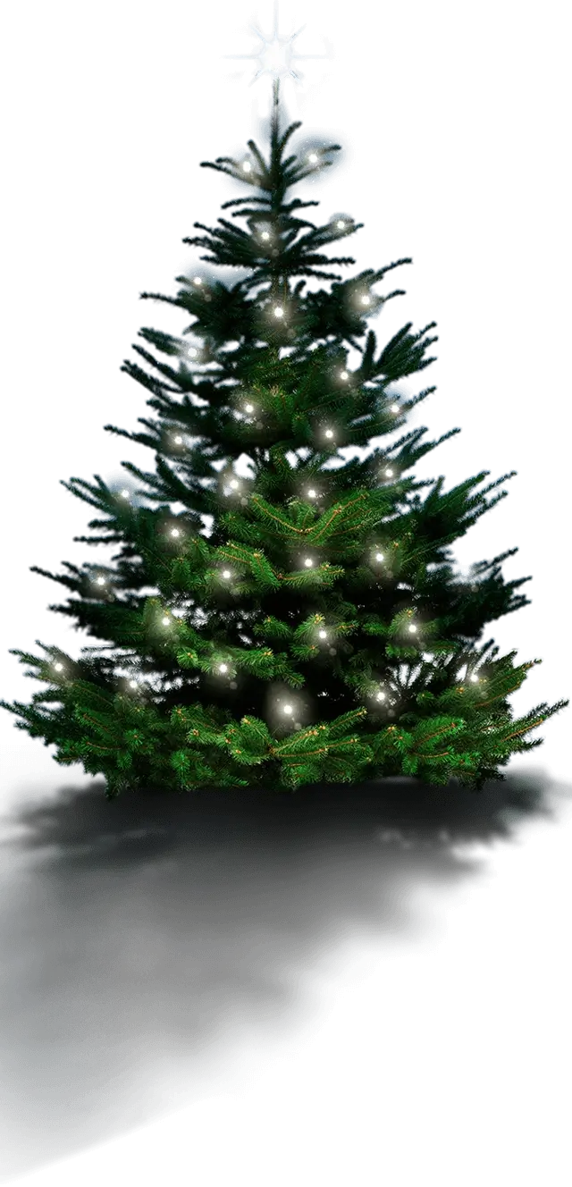 Coniferous tree