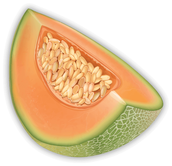 Cantelope Slice