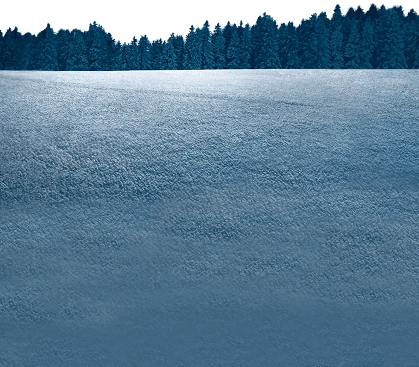 Snowy field with coniferous trees