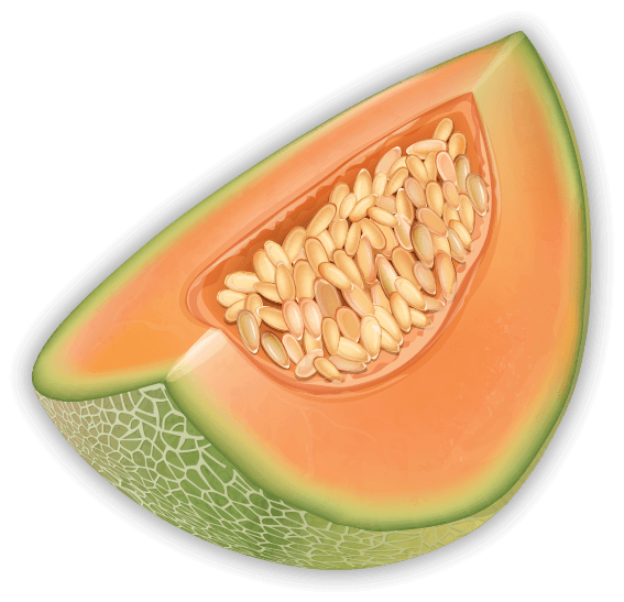 Cantelope Slice 2